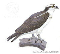 MAPM0682 Pandion haliaetus.jpg