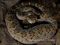 MN6F0197 Crotalus atrox.jpg