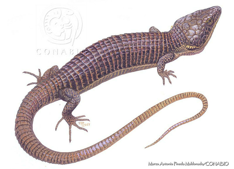 MAPM0803%20Abronia%20ochoterenai.jpg.qyfTh LzMRGbyylhQA3g0JtbmFja29CbnFuZ3NAbXJ6LGtwZwA.aeBGHmQlTm