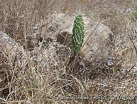 GIT0042 Opuntia sp..jpg