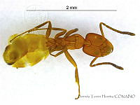 BTH0153 Forelius pruinosus.jpg