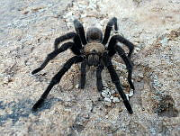 RE009 0048 Aphonopelma pallidum.jpg