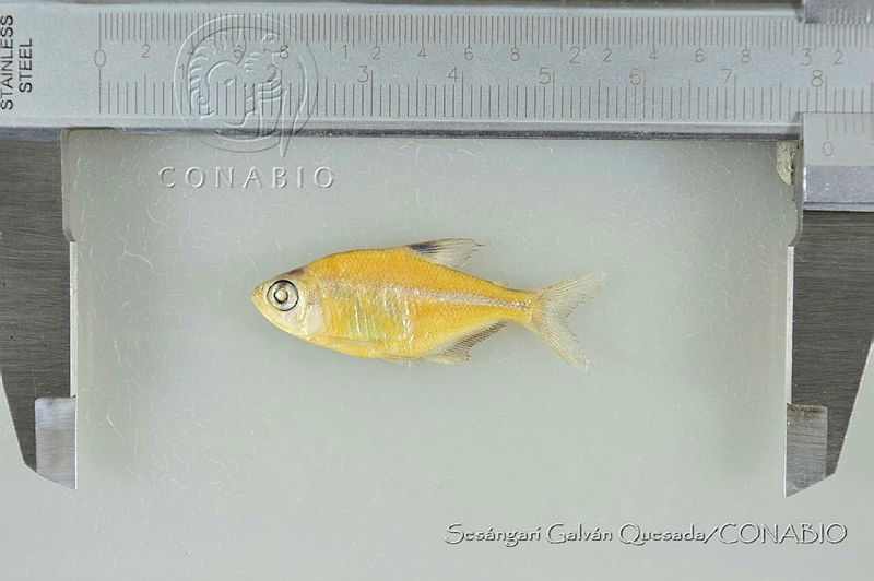 SGQ2984%20Hyphessobrycon%20compressus.jpg.rSfA2cb1MTHBjQ9jQA3g0JtbmFja29CbnFuZ3NAbXJ6LGtwZwA.0EAso8SW9m
