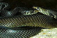 MDL0187 Drymarchon melanurus.jpg