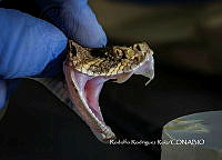 MN6NySH0006 Crotalus atrox.jpg