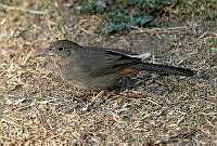 LFLR0050 Melozone fusca.jpg