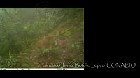 FJBL0139 Panthera onca.jpg