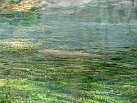 CGL4780 Oncorhynchus mykiss.jpg