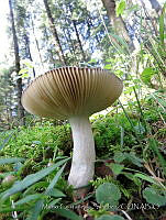 MCS163 Russula sp..JPG