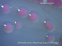 AAVA046 Serratia marcescens.jpg