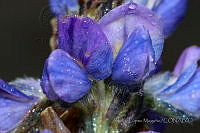 ALM068 Lupinus aschenbornii.jpg