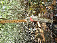 UM001 0207 Laguncularia racemosa.jpg