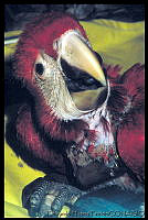 EHP0030 Ara macao.jpg