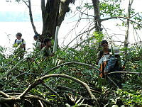 LRGA030 Rhizophora mangle y Acrostichum aureum.jpg