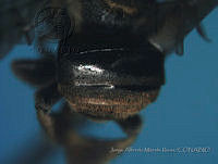 JAMR1285 Nannotrigona perilampoides.jpg