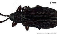 LHR0003 Glyphuroplata nigella.jpg
