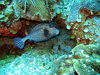 HBB0286 Lactophrys bicaudalis.jpg