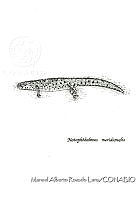 MARL0476 Notophthalmus meridionalis.jpg