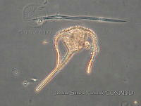 JSP070 Ceratium ranipes.JPG