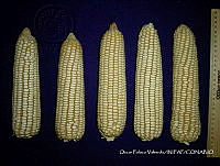 SinOPV270 Zea mays.jpg