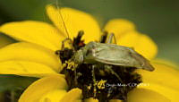 SM0254 Taylorilygus apicalis.jpg