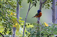 AAKVDH 0181 Passerina ciris.JPG