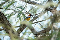 LEMH058 Icterus cucullatus.JPG