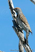 VHL0227 Colaptes chrysoides.jpg