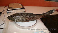 LEAdA052 Pterygoplichthys pardalis.jpg