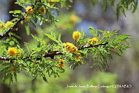JJBC0001 Acacia schaffneri.JPG