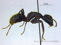 BTH0098 Camponotus pennsylvanicus.jpg