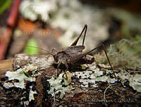 FMB0005 Insara punctitegmina.jpg