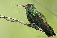 CNS0014 Amazilia yucatanensis.jpg