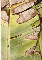 PDA0135 Musa paradisiaca.JPG