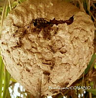 ZG013 0478 Apis mellifera.jpg