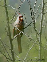 AAKVDH 0594 Cardinalis sinuatus.JPG