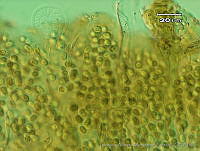 UNAMGAMZ-11 Chlorogloea epiphytica.jpg