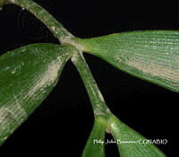PJB ME014 221 Zamia paucijuga.JPG