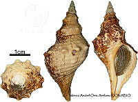 KT014 0829 Pleuroploca princeps.JPG