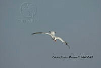 HJ6- 0787- Thalasseus maximus.jpg