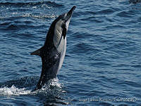 JUR0002 Delphinus capensis.jpg