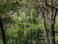 3R 01130 Ramalina menziesii.jpg