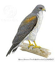 MAPM1298 Geranoaetus albicaudatus.jpg