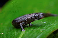 VHJA 0009 Bolitoglossa chinantecaa.jpg
