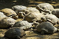 MDL0219 Gopherus agassizii.jpg