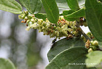 ORGR0074 Celtis caudata.jpg