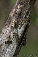 MASM03634 Rhynchonycteris naso.jpg