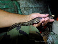 JDL0182 Crocodylus moreletii.jpg