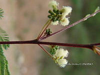 OTVBK029 0019 Acaciella angustissima.jpg