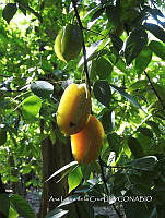 SG012 0035 Averrhoa carambola.jpg